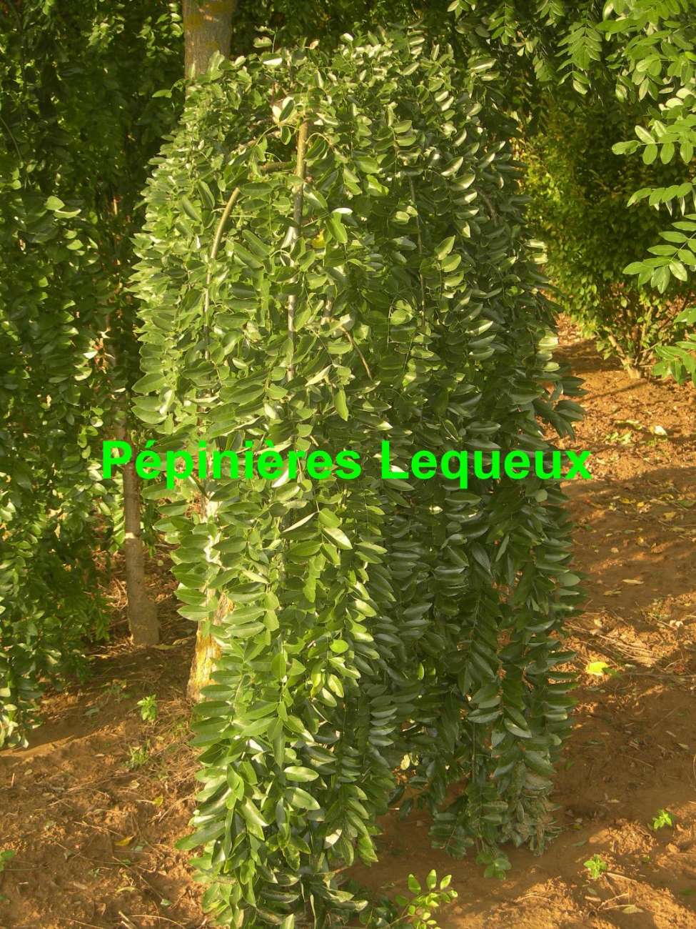 SOPHORA DU JAPON